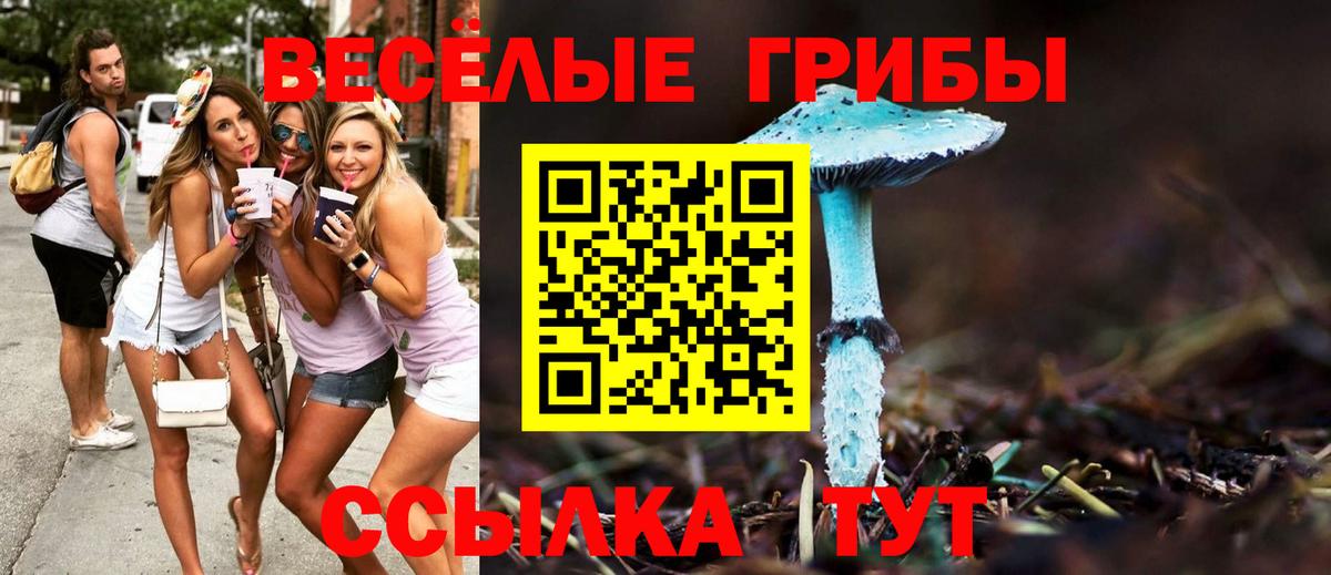 Галлюциногенные грибы Psilocybe Пенза